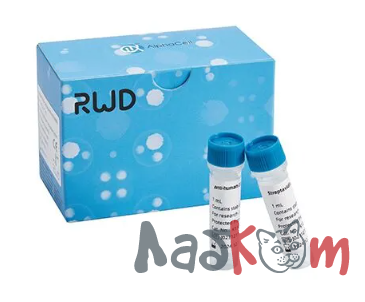 Набор для выделения CD8+ клеток человека (RUO)